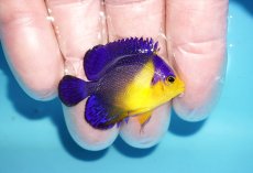 画像2: 【アーリーサマーセール10%OFFクーポン番号（10）対象商品 海水魚】【海水魚・ヤッコ】【通販】状態良好♪スミレヤッコ（XSサイズ）(個体販売）（±3.5cm）No.5（生体）(海水魚) (2)