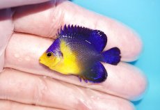 画像1: 【アーリーサマーセール10%OFFクーポン番号（10）対象商品 海水魚】【海水魚・ヤッコ】【通販】人工飼料ＯＫ♪スミレヤッコ（Sサイズ）(個体販売）（±4cm）No.6（生体）(海水魚) (1)
