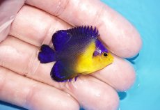 画像2: 【アーリーサマーセール10%OFFクーポン番号（10）対象商品 海水魚】【海水魚・ヤッコ】【通販】人工飼料ＯＫ♪スミレヤッコ（Sサイズ）(個体販売）（±4cm）No.6（生体）(海水魚) (2)