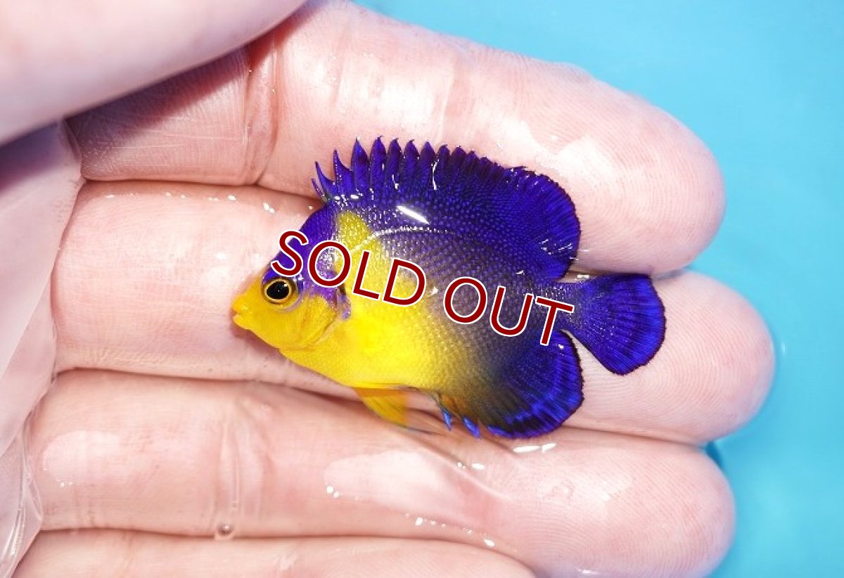 画像1: 【アーリーサマーセール10%OFFクーポン番号（10）対象商品 海水魚】【海水魚・ヤッコ】【通販】人工飼料ＯＫ♪スミレヤッコ（Sサイズ）(個体販売）（±4cm）No.7（生体）(海水魚) (1)