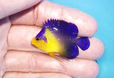 画像1: 【アーリーサマーセール10%OFFクーポン番号（10）対象商品 海水魚】【海水魚・ヤッコ】【通販】人工飼料ＯＫ♪スミレヤッコ（Sサイズ）(個体販売）（±4cm）No.7（生体）(海水魚) (1)