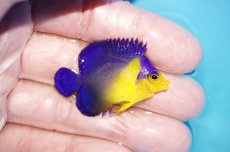 画像2: 【アーリーサマーセール10%OFFクーポン番号（10）対象商品 海水魚】【海水魚・ヤッコ】【通販】人工飼料ＯＫ♪スミレヤッコ（Sサイズ）(個体販売）（±4cm）No.7（生体）(海水魚) (2)