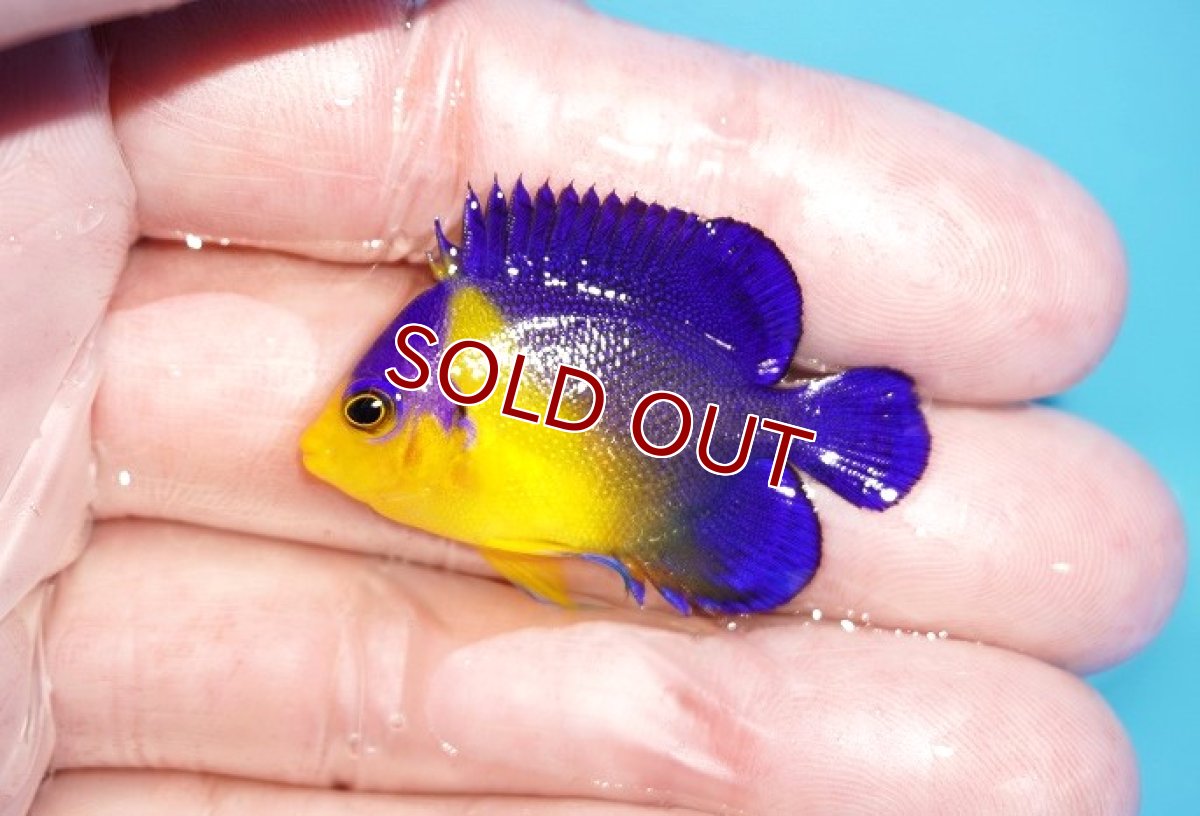 画像1: 【アーリーサマーセール10%OFFクーポン番号（10）対象商品 海水魚】【海水魚・ヤッコ】【通販】冷凍コペＯＫ♪スミレヤッコ（Sサイズ）(個体販売）（±4cm）No.8（生体）(海水魚) (1)