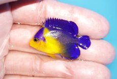 画像1: 【アーリーサマーセール10%OFFクーポン番号（10）対象商品 海水魚】【海水魚・ヤッコ】【通販】冷凍コペＯＫ♪スミレヤッコ（Sサイズ）(個体販売）（±4cm）No.8（生体）(海水魚) (1)