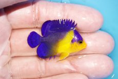 画像2: 【アーリーサマーセール10%OFFクーポン番号（10）対象商品 海水魚】【海水魚・ヤッコ】【通販】冷凍コペＯＫ♪スミレヤッコ（Sサイズ）(個体販売）（±4cm）No.8（生体）(海水魚) (2)