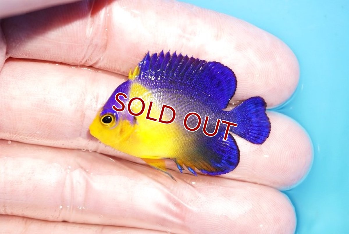 画像1: 【アーリーサマーセール10%OFFクーポン番号（10）対象商品 海水魚】【海水魚・ヤッコ】【通販】冷凍コペＯＫ♪スミレヤッコ（Sサイズ）(個体販売）（±4cm）No.9（生体）(海水魚) (1)