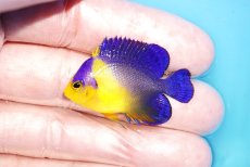 画像1: 【アーリーサマーセール10%OFFクーポン番号（10）対象商品 海水魚】【海水魚・ヤッコ】【通販】冷凍コペＯＫ♪スミレヤッコ（Sサイズ）(個体販売）（±4cm）No.9（生体）(海水魚) (1)