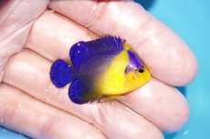 画像2: 【アーリーサマーセール10%OFFクーポン番号（10）対象商品 海水魚】【海水魚・ヤッコ】【通販】冷凍コペＯＫ♪スミレヤッコ（Sサイズ）(個体販売）（±4cm）No.9（生体）(海水魚) (2)