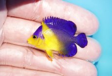 画像1: 【アーリーサマーセール10%OFFクーポン番号（10）対象商品 海水魚】【海水魚・ヤッコ】【通販】冷凍コペＯＫ♪スミレヤッコ（Sサイズ）(個体販売）（±4cm）No.10（生体）(海水魚) (1)