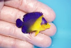 画像2: 【アーリーサマーセール10%OFFクーポン番号（10）対象商品 海水魚】【海水魚・ヤッコ】【通販】冷凍コペＯＫ♪スミレヤッコ（Sサイズ）(個体販売）（±4cm）No.10（生体）(海水魚) (2)