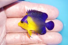 画像1: 【アーリーサマーセール10%OFFクーポン番号（10）対象商品 海水魚】【海水魚・ヤッコ】【通販】冷凍コペＯＫ♪スミレヤッコ（Sサイズ）(個体販売）（±4.5cm）No.11（生体）(海水魚) (1)