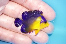 画像2: 【アーリーサマーセール10%OFFクーポン番号（10）対象商品 海水魚】【海水魚・ヤッコ】【通販】冷凍コペＯＫ♪スミレヤッコ（Sサイズ）(個体販売）（±4.5cm）No.11（生体）(海水魚) (2)