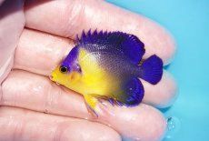 画像1: 【アーリーサマーセール10%OFFクーポン番号（10）対象商品 海水魚】【海水魚・ヤッコ】【通販】状態良好♪スミレヤッコ（Sサイズ）(個体販売）（±4.5cm）No.12（生体）(海水魚) (1)