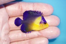 画像2: 【アーリーサマーセール10%OFFクーポン番号（10）対象商品 海水魚】【海水魚・ヤッコ】【通販】状態良好♪スミレヤッコ（Sサイズ）(個体販売）（±4.5cm）No.12（生体）(海水魚) (2)