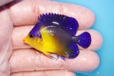 画像1: 【アーリーサマーセール10%OFFクーポン番号（10）対象商品 海水魚】【海水魚・ヤッコ】【通販】人工飼料OK♪スミレヤッコ（SMサイズ）(個体販売）（±5cm）No.13（生体）(海水魚) (1)