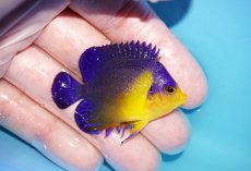画像2: 【アーリーサマーセール10%OFFクーポン番号（10）対象商品 海水魚】【海水魚・ヤッコ】【通販】人工飼料OK♪スミレヤッコ（SMサイズ）(個体販売）（±5cm）No.13（生体）(海水魚) (2)