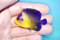 画像1: 【アーリーサマーセール10%OFFクーポン番号（10）対象商品 海水魚】【海水魚・ヤッコ】【通販】人工飼料OK♪スミレヤッコ（SMサイズ）(個体販売）（±5.5cm）No.14（生体）(海水魚) (1)