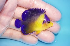 画像2: 【アーリーサマーセール10%OFFクーポン番号（10）対象商品 海水魚】【海水魚・ヤッコ】【通販】人工飼料OK♪スミレヤッコ（SMサイズ）(個体販売）（±5.5cm）No.14（生体）(海水魚) (2)