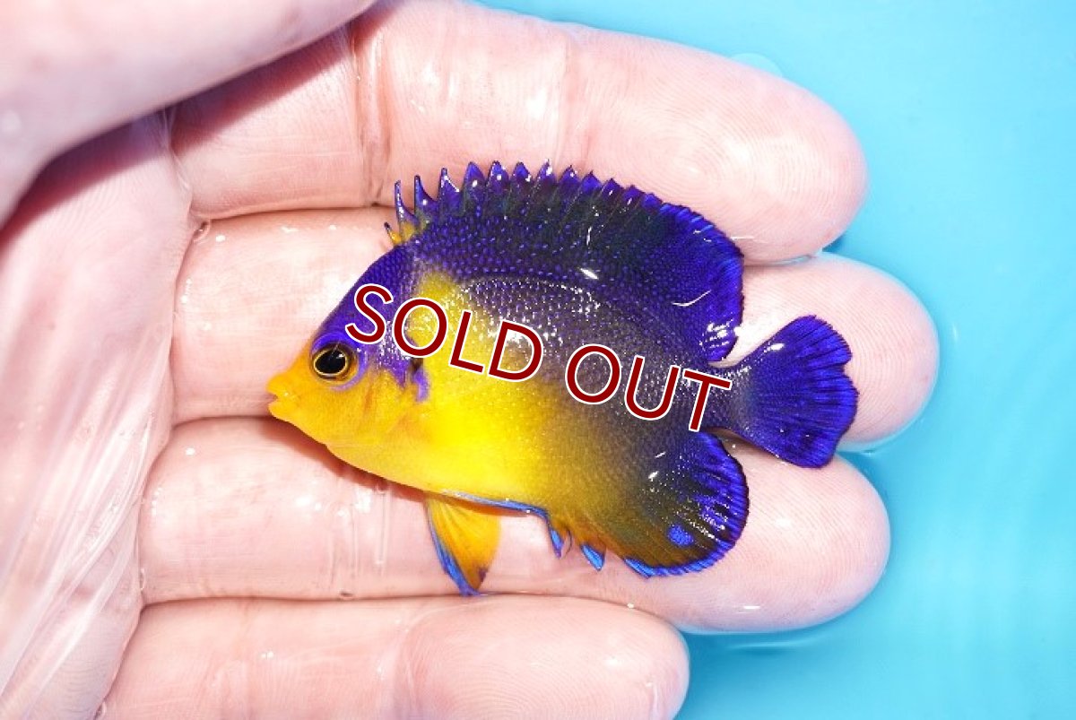 画像1: 【アーリーサマーセール10%OFFクーポン番号（10）対象商品 海水魚】【海水魚・ヤッコ】【通販】人工飼料OK♪スミレヤッコ（SMサイズ）(個体販売）（±5.5cm）No.15（生体）(海水魚) (1)