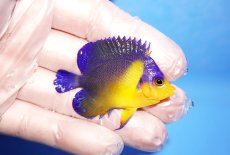 画像2: 【アーリーサマーセール10%OFFクーポン番号（10）対象商品 海水魚】【海水魚・ヤッコ】【通販】人工飼料OK♪スミレヤッコ（SMサイズ）(個体販売）（±5.5cm）No.15（生体）(海水魚) (2)