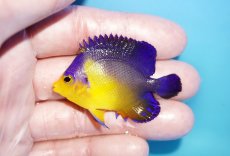 画像1: 【アーリーサマーセール10%OFFクーポン番号（10）対象商品 海水魚】【海水魚・ヤッコ】【通販】人工飼料OK♪スミレヤッコ（SMサイズ）(個体販売）（±5.5cm）No.16（生体）(海水魚) (1)