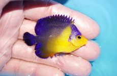画像2: 【アーリーサマーセール10%OFFクーポン番号（10）対象商品 海水魚】【海水魚・ヤッコ】【通販】人工飼料OK♪スミレヤッコ（SMサイズ）(個体販売）（±5.5cm）No.16（生体）(海水魚) (2)