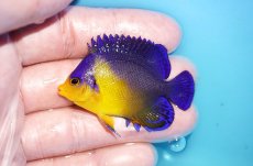 画像1: 【アーリーサマーセール10%OFFクーポン番号（10）対象商品 海水魚】【海水魚・ヤッコ】【通販】冷凍コペＯＫ♪スミレヤッコ（SMサイズ）(個体販売）（±5.5cm）No.17（生体）(海水魚) (1)