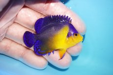 画像2: 【アーリーサマーセール10%OFFクーポン番号（10）対象商品 海水魚】【海水魚・ヤッコ】【通販】冷凍コペＯＫ♪スミレヤッコ（SMサイズ）(個体販売）（±5.5cm）No.17（生体）(海水魚) (2)