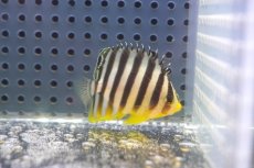 画像1: 【アーリーサマーセール10%OFFクーポン番号（10）対象商品 海水魚】【海水魚・ヤッコ】【通販】状態良好♪シマヤッコ（Sサイズ）(個体販売）（±4.5cm）No.1（生体）(海水魚) (1)