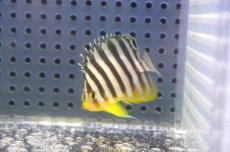 画像2: 【アーリーサマーセール10%OFFクーポン番号（10）対象商品 海水魚】【海水魚・ヤッコ】【通販】状態良好♪シマヤッコ（Sサイズ）(個体販売）（±4.5cm）No.1（生体）(海水魚) (2)