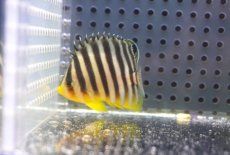 画像1: 【アーリーサマーセール10%OFFクーポン番号（10）対象商品 海水魚】【海水魚・ヤッコ】【通販】人工飼料OK♪シマヤッコ（SMサイズ)(個体販売）（±5cm）No.2（生体）(海水魚) (1)