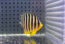 画像2: 【アーリーサマーセール10%OFFクーポン番号（10）対象商品 海水魚】【海水魚・ヤッコ】【通販】人工飼料OK♪シマヤッコ（SMサイズ)(個体販売）（±5cm）No.2（生体）(海水魚) (2)
