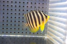 画像1: 【アーリーサマーセール10%OFFクーポン番号（10）対象商品 海水魚】【海水魚・ヤッコ】【通販】状態良好♪シマヤッコ（SMサイズ)(個体販売）（±5cm）No.3（生体）(海水魚) (1)