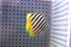 画像2: 【アーリーサマーセール10%OFFクーポン番号（10）対象商品 海水魚】【海水魚・ヤッコ】【通販】状態良好♪シマヤッコ（SMサイズ)(個体販売）（±5cm）No.3（生体）(海水魚) (2)