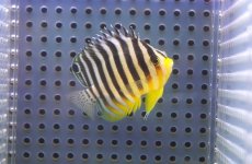 画像1: 【アーリーサマーセール10%OFFクーポン番号（10）対象商品 海水魚】【海水魚・ヤッコ】【通販】状態良好♪シマヤッコ（SMサイズ)(個体販売）（±5.5cm）No.4（生体）(海水魚) (1)