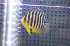 画像2: 【アーリーサマーセール10%OFFクーポン番号（10）対象商品 海水魚】【海水魚・ヤッコ】【通販】状態良好♪シマヤッコ（SMサイズ)(個体販売）（±5.5cm）No.4（生体）(海水魚) (2)