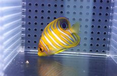 画像1: 【アーリーサマーセール10%OFFクーポン番号（10）対象商品 海水魚】【海水魚・ヤッコ】【通販】冷凍コペＯＫ♪ニシキヤッコ（Sサイズ）(個体販売）（±5cm）No.1（生体）(海水魚) (1)