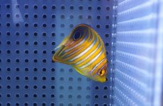 画像2: 【アーリーサマーセール10%OFFクーポン番号（10）対象商品 海水魚】【海水魚・ヤッコ】【通販】冷凍コペＯＫ♪ニシキヤッコ（Sサイズ）(個体販売）（±5cm）No.1（生体）(海水魚) (2)
