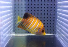 画像1: 【アーリーサマーセール10%OFFクーポン番号（10）対象商品 海水魚】【海水魚・ヤッコ】【通販】状態良好♪ニシキヤッコ（SMサイズ)(個体販売）（±6.5cm）No.2（生体）(海水魚) (1)