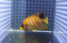 画像2: 【アーリーサマーセール10%OFFクーポン番号（10）対象商品 海水魚】【海水魚・ヤッコ】【通販】状態良好♪ニシキヤッコ（SMサイズ)(個体販売）（±6.5cm）No.2（生体）(海水魚) (2)