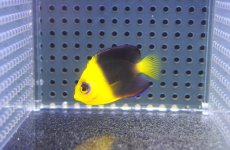 画像1: 【海水魚・ヤッコ】【通販】人工飼料爆食い♪Wild ココスピグミーエンゼル（S)(個体販売）（±4.5-5cm）No.1（生体）(海水魚) (1)