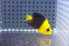 画像2: 【海水魚・ヤッコ】【通販】人工飼料爆食い♪Wild ココスピグミーエンゼル（S)(個体販売）（±4.5-5cm）No.1（生体）(海水魚) (2)