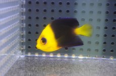 画像1: 【海水魚・ヤッコ】【通販】人工飼料爆食い♪Wild ココスピグミーエンゼル（S)(個体販売）（±5cm）No.2（生体）(海水魚) (1)