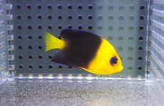 画像2: 【海水魚・ヤッコ】【通販】人工飼料爆食い♪Wild ココスピグミーエンゼル（S)(個体販売）（±5cm）No.2（生体）(海水魚) (2)