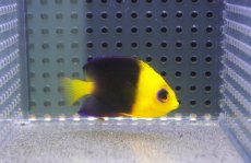 画像1: 【海水魚・ヤッコ】【通販】人工飼料爆食い♪Wild ココスピグミーエンゼル（SM)(個体販売）（±5-5.5cm）No.3（生体）(海水魚) (1)