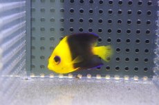 画像2: 【海水魚・ヤッコ】【通販】人工飼料爆食い♪Wild ココスピグミーエンゼル（SM)(個体販売）（±5-5.5cm）No.3（生体）(海水魚) (2)