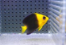 画像1: 【海水魚・ヤッコ】【通販】人工飼料爆食い♪Wild ココスピグミーエンゼル（SM)(個体販売）（±5-5.5cm）No.4（生体）(海水魚) (1)