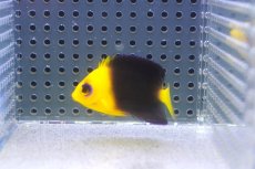 画像2: 【海水魚・ヤッコ】【通販】人工飼料爆食い♪Wild ココスピグミーエンゼル（SM)(個体販売）（±5-5.5cm）No.4（生体）(海水魚) (2)