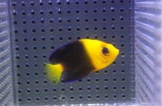 画像1: 【海水魚・ヤッコ】【通販】人工飼料爆食い♪Wild ココスピグミーエンゼル（SM)(個体販売）（±5.5cm）No.5（生体）(海水魚) (1)