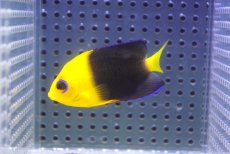 画像2: 【海水魚・ヤッコ】【通販】人工飼料爆食い♪Wild ココスピグミーエンゼル（SM)(個体販売）（±5.5cm）No.5（生体）(海水魚) (2)